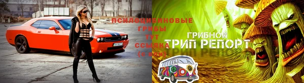 стафф Алзамай