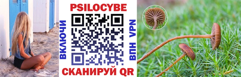 kraken зеркало Далматово Псилоцибиновые грибы Psilocybine cubensis